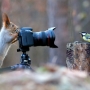 Como fotografar aves?